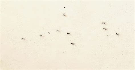 房間有螞蟻代表什麼